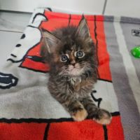 Femelle maine coon #2