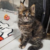 Femelle maine coon #3