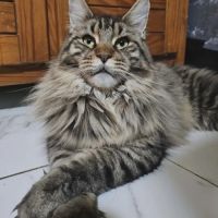 Femelle maine coon #5
