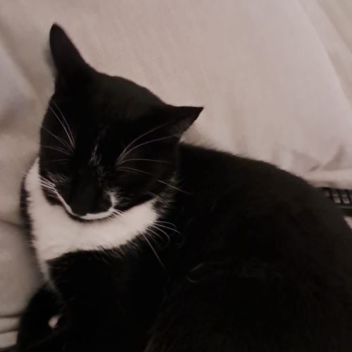 Tango , 4 ans