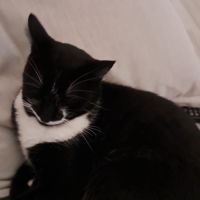 Tango , 4 ans