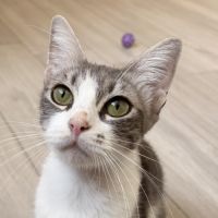 Ana un amour de câline