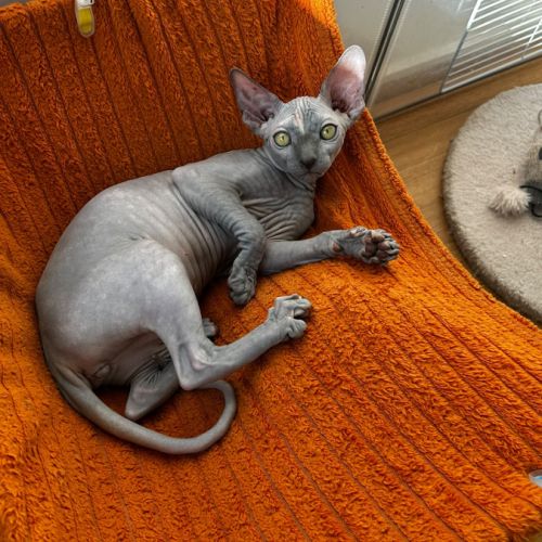 Femelle sphynx #1