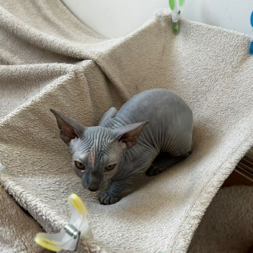 Femelle sphynx
