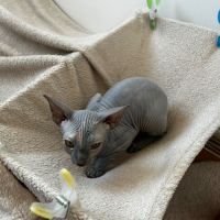 Femelle sphynx #0