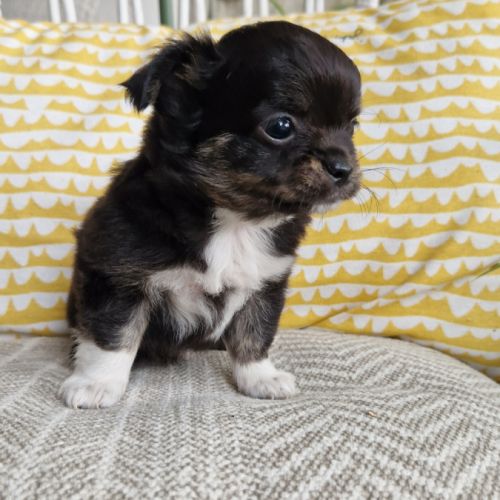 Superbes bébés mâles chihuahua dépt 86 #5