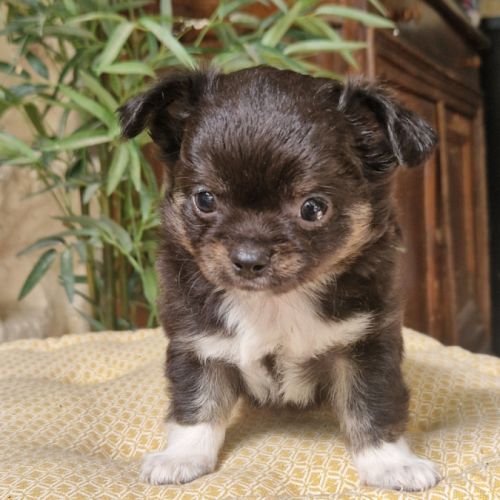 Superbes bébés mâles chihuahua dépt 86 #6