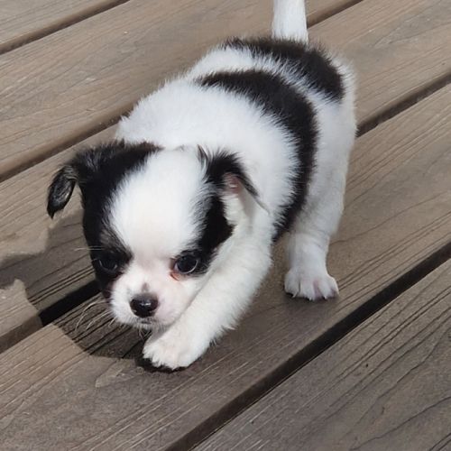 Superbes bébés mâles chihuahua dépt 86 #9