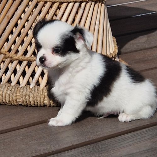 Superbes bébés mâles chihuahua dépt 86 #10