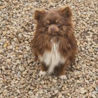 Superbes bébés mâles chihuahua dépt 86 #1