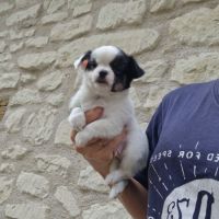 Superbes bébés mâles chihuahua dépt 86 #2
