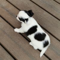 Superbes bébés mâles chihuahua dépt 86 #3