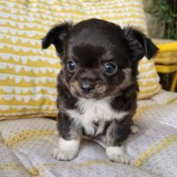Superbes bébés mâles chihuahua dépt 86 #4