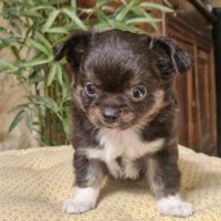 Superbes bébés mâles chihuahua dépt 86 #6