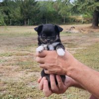 Superbes bébés mâles chihuahua dépt 86