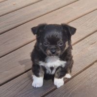 Superbes bébés mâles chihuahua dépt 86 #8