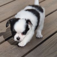 Superbes bébés mâles chihuahua dépt 86 #9