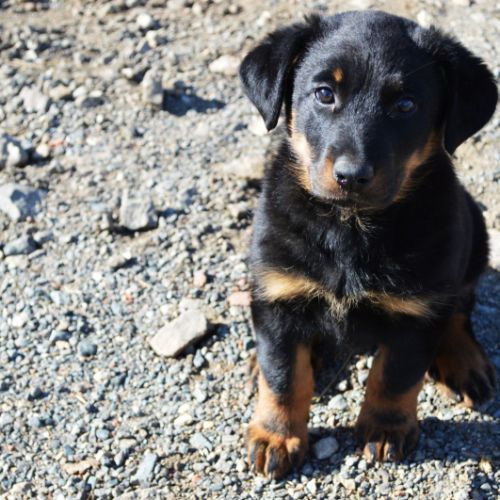 Chiots femelle berger  beauce-beauceron de 3 mois