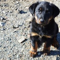 Chiots femelle berger  beauce-beauceron de 3 mois