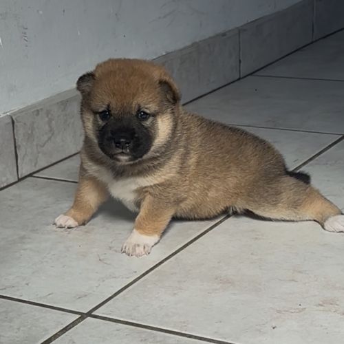 Shiba inu lof #1