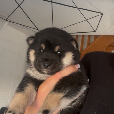 Shiba inu lof #2