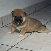 Shiba inu lof #1
