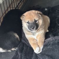 Shiba inu lof