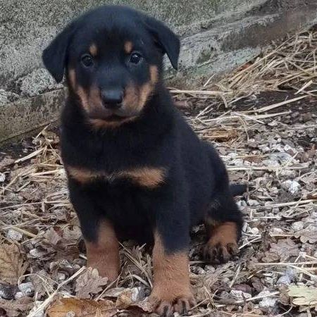 Chiot beauceron male 3 mois dispo le 01/09/2026