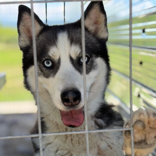 Emma la belle croisée husky #3