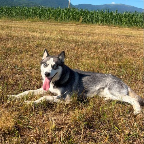 Emma la belle croisée husky #6