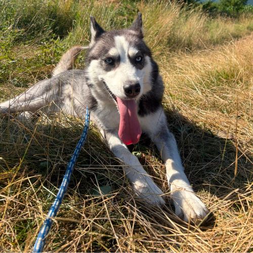 Emma la belle croisée husky #7