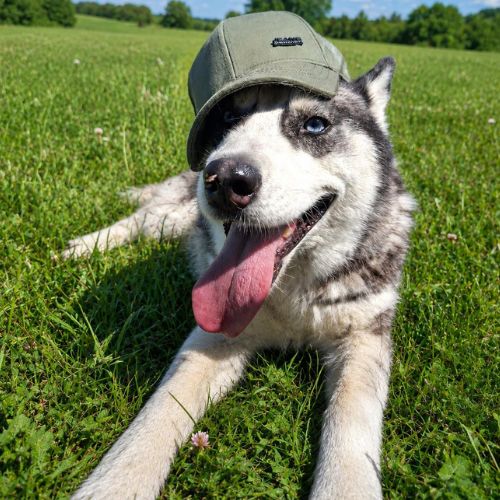 Emma la belle croisée husky #10