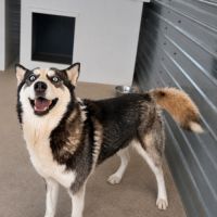 Emma la belle croisée husky