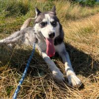 Emma la belle croisée husky #7