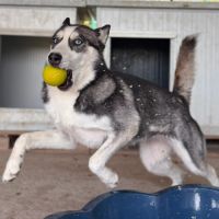 Emma la belle croisée husky #9