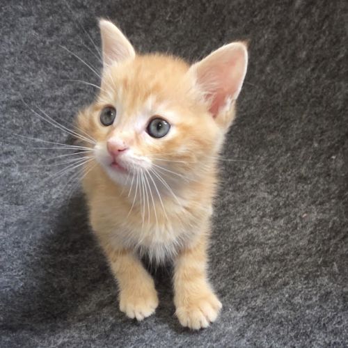 Miel une petite boule d'amour #0