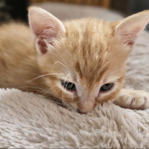 Miel une petite boule d'amour #2