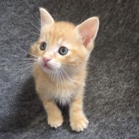 Miel une petite boule d'amour