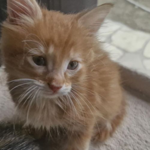 Ed, petit chaton roux à poils longs #1
