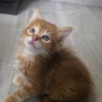 Ed, petit chaton roux à poils longs