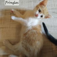 Chaton pringles