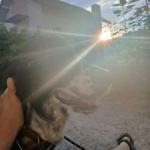 Chienne non lof a donner #1