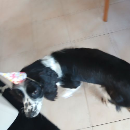 Chienne non lof a donner #4