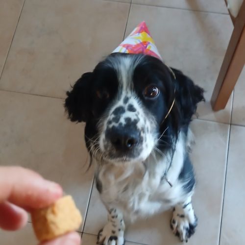 Chienne non lof a donner #5