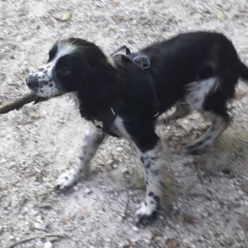 Chienne non lof a donner #8
