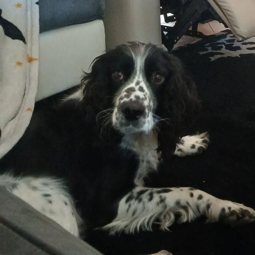 Chienne non lof a donner #10