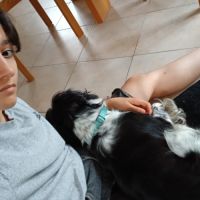 Chienne non lof a donner #2