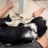Chienne non lof a donner #3