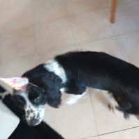 Chienne non lof a donner #4