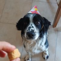Chienne non lof a donner #5